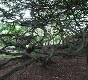 Maskeliya Teeplantage