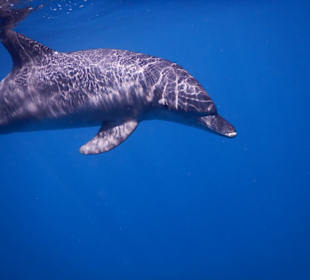 Schnorcheln mit Delfinen