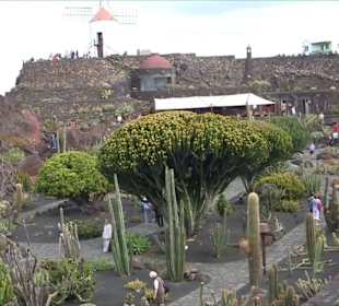 Jardin de Cactus