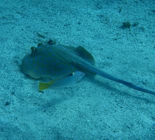 Blaupunktstechrochen