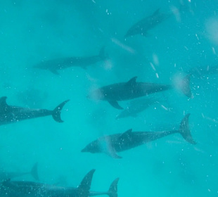 Delfin Tour Hurghada