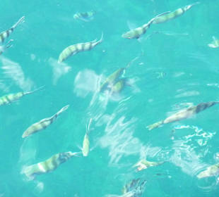 Прогулка вокруг о.Панган - рыбки