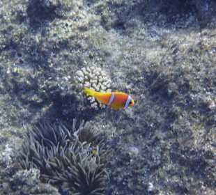 Schnorcheln Marsa Alam