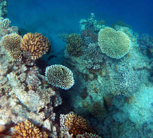 Korallenriff am Hotel