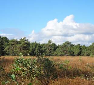 Eindrücke aus dem Großen und Weißen Moor