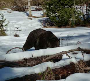 Braunbär