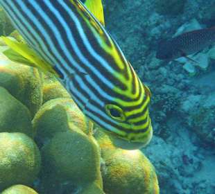 Süßlippe (schnorchelnd)