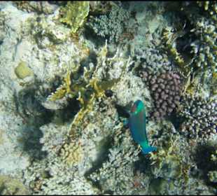 Faszination rotes Meer 