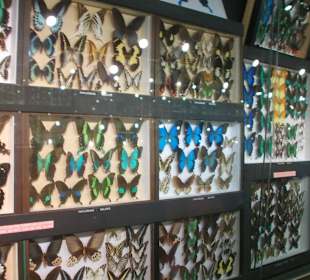 Das Schmetterlings Museum
