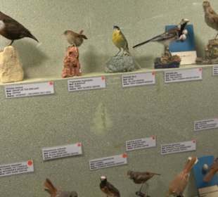 Naturhistorisches Museum