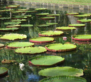 Im botanischen Garten