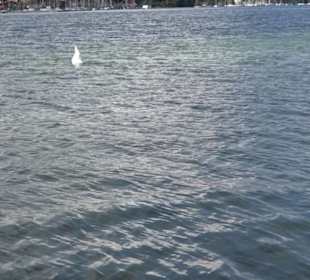 Schifffahrt zur Roseninsel