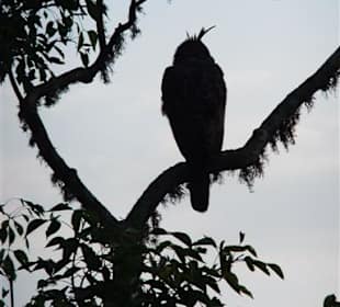 Im Yala Park - Geführte Touren Astrid Tours Sri Lanka