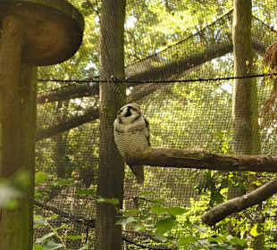 Zoo opole