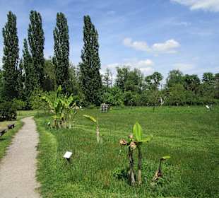Straußenfarm Mhou Rülzheim