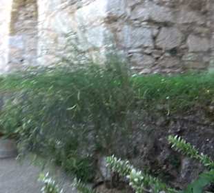Bastionsgarten
