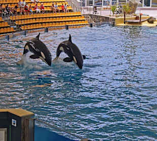 Orca - Show in Loro Parque