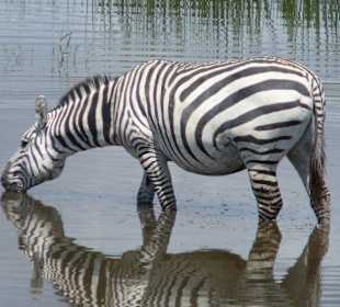 Trinkendes Zebra