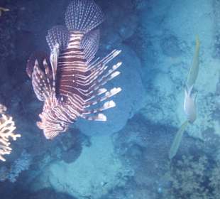 Fische