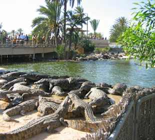 Krokodilfarm auf Djerba