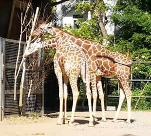 Kölner Zoo 