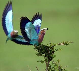 Birds in Masai Mara