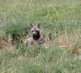 Erdwolf im Sweetwaters