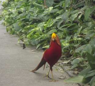 Tropical Island Bewohner