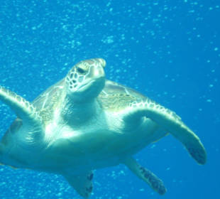 Schildkröte in der Bucht