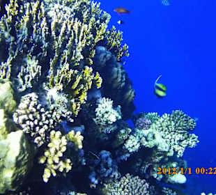 Nordriff über den Korallen