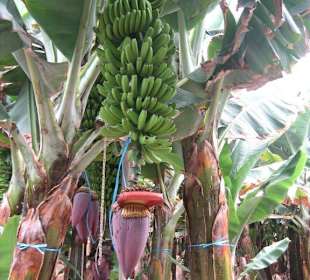 Parque Norte - Bananenstaude