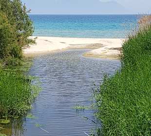 Hier sieht mankleine Schildkröten Strand Sarti