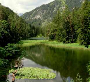 Seerosen im Mittersee