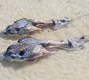 Adlerrochen mit abgetrennten Flügeln