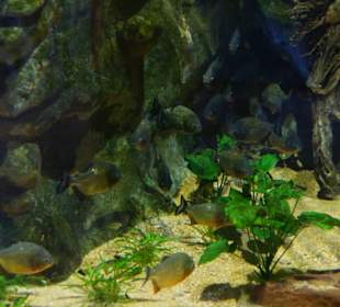 Schöner Zoo in Fuengirola