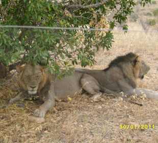 Zwei hübsche Männer in Tsavo Ost