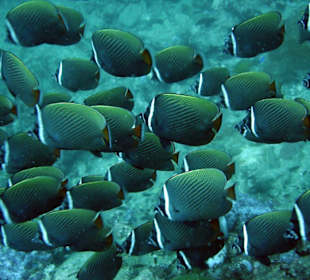 Tauchen bei Racha Island