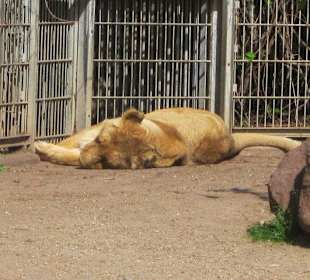 Löwen