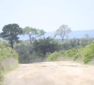 Krüger Park auf eigene Faust erleben