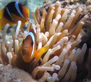 Rotmeeranemonenfisch