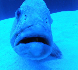 Old Town Aquarium, Rhodos