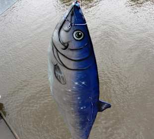 Der "Zissel-Häring" am Rondell