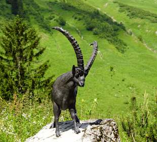 Steinbock / Hintere Gemstelhütte