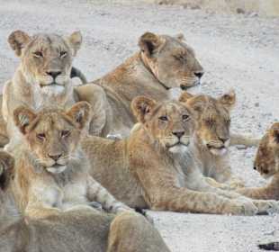 An der S101 nahe dem  Shingwedzi Camp