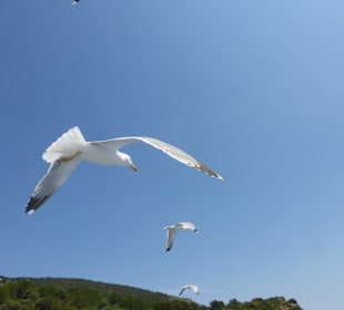 Richtung Cap de Formentor - Möven begleiteten uns