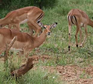 Eindrücke im Tsavo Ost; Impalas
