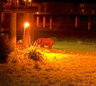 Salt Lick Lodge bei Nacht