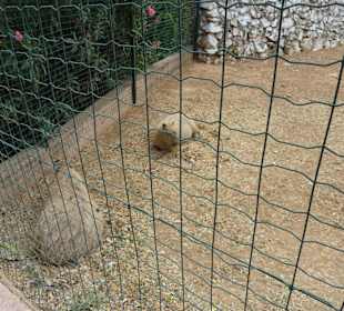 Wasserschwein - Capybara