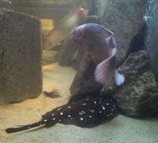 Palmiarnia Poznańska