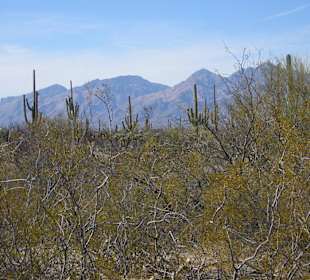Saguaro Park